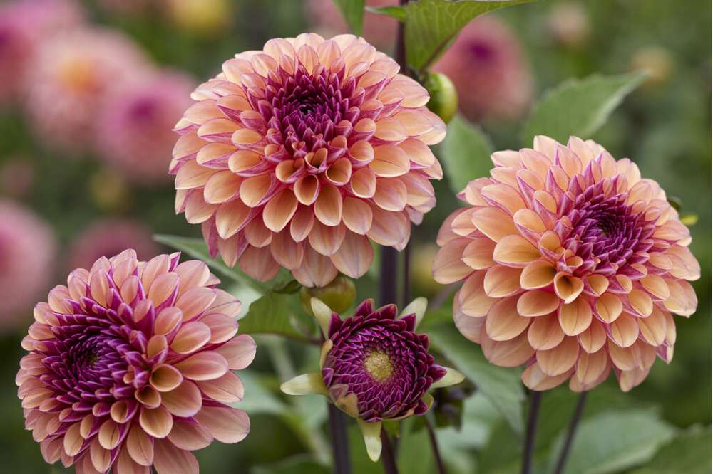 Dahlia 'Palmares'